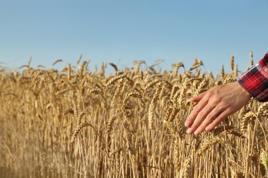 Woman touching ears of wheat in field under blue sky, closeup