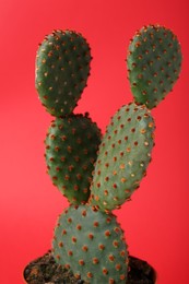 Photo of Beautiful green Opuntia cactus on red background