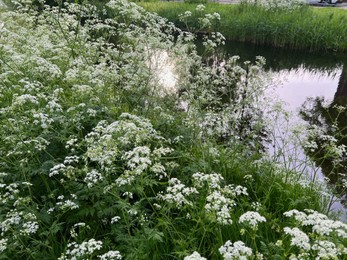 Beautiful plants with white flowers growing outdoors