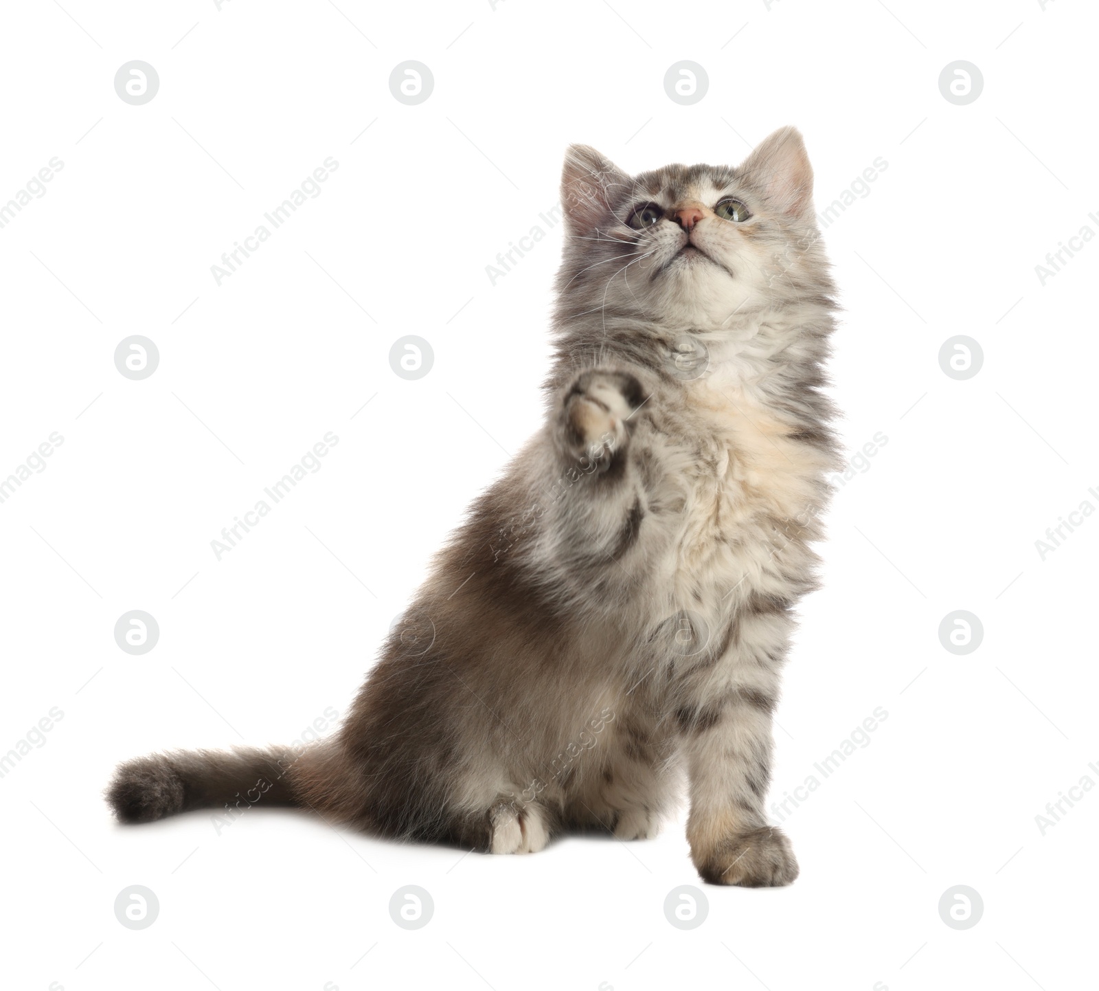 Photo of Cute fluffy kitten on white background. Baby animal