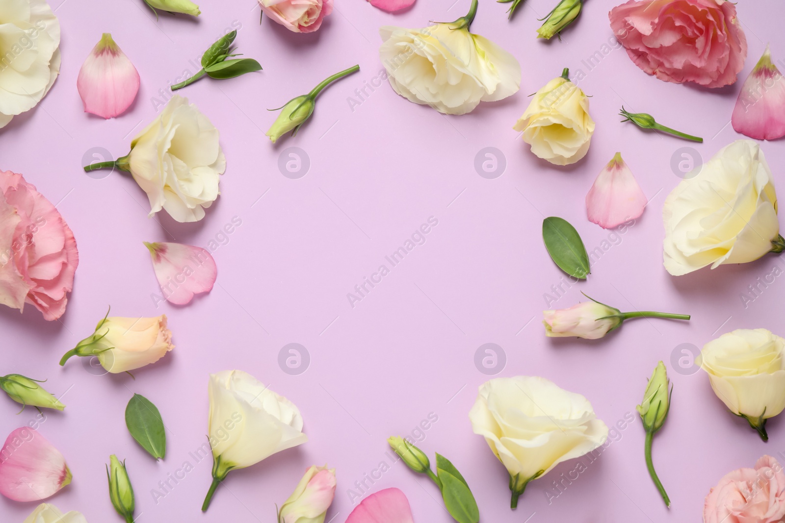 Photo of Frame of beautiful Eustoma flowers on violet background, flat lay. Space for text