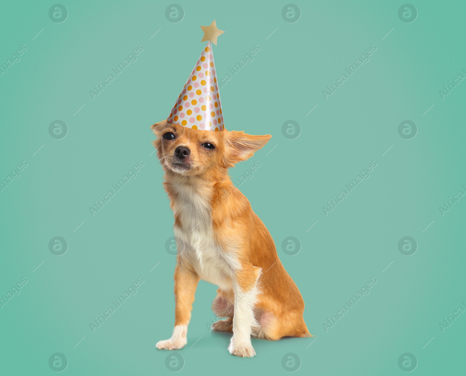 Image of Cute small Chihuahua dog with party hat on color background