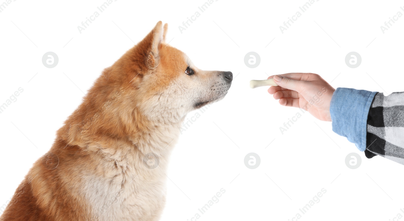 Image of Woman giving tasty bone shaped cookie to her dog on white background, closeup