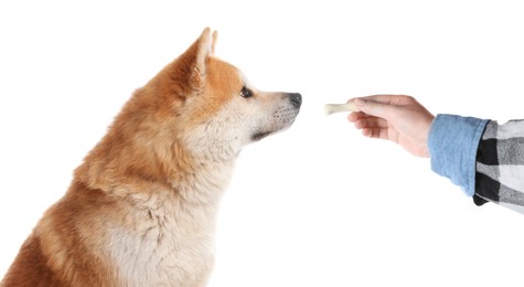 Woman giving tasty bone shaped cookie to her dog on white background, closeup