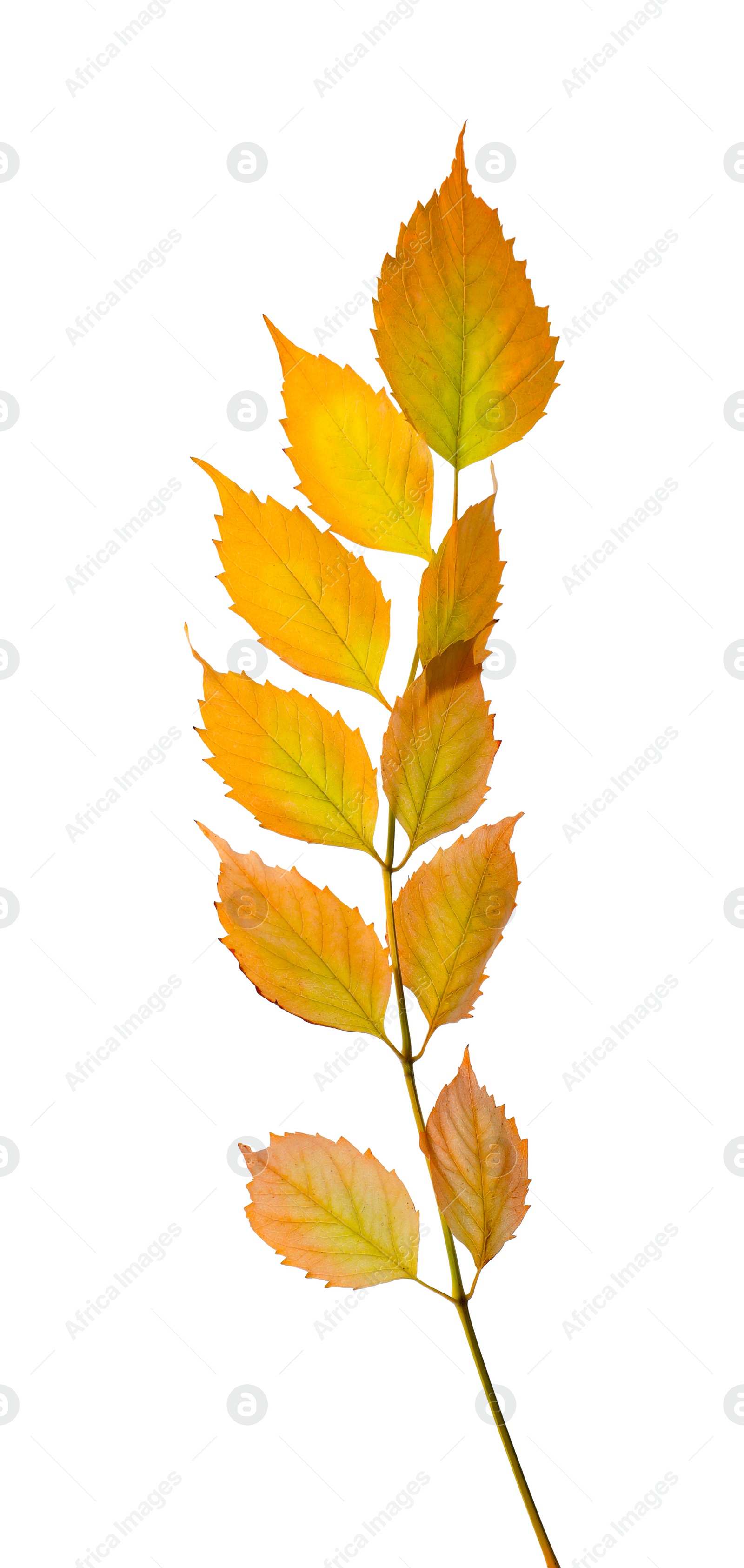 Photo of Twig with beautiful leaves isolated on white. Autumn season