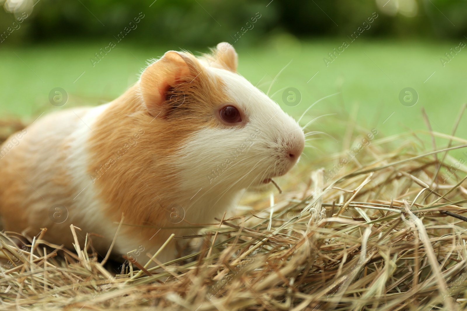 Photo of Cute funny guinea pig and hay outdoors, closeup