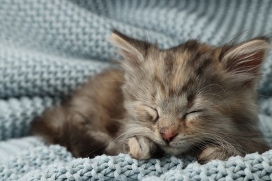Cute kitten sleeping on light blue knitted blanket