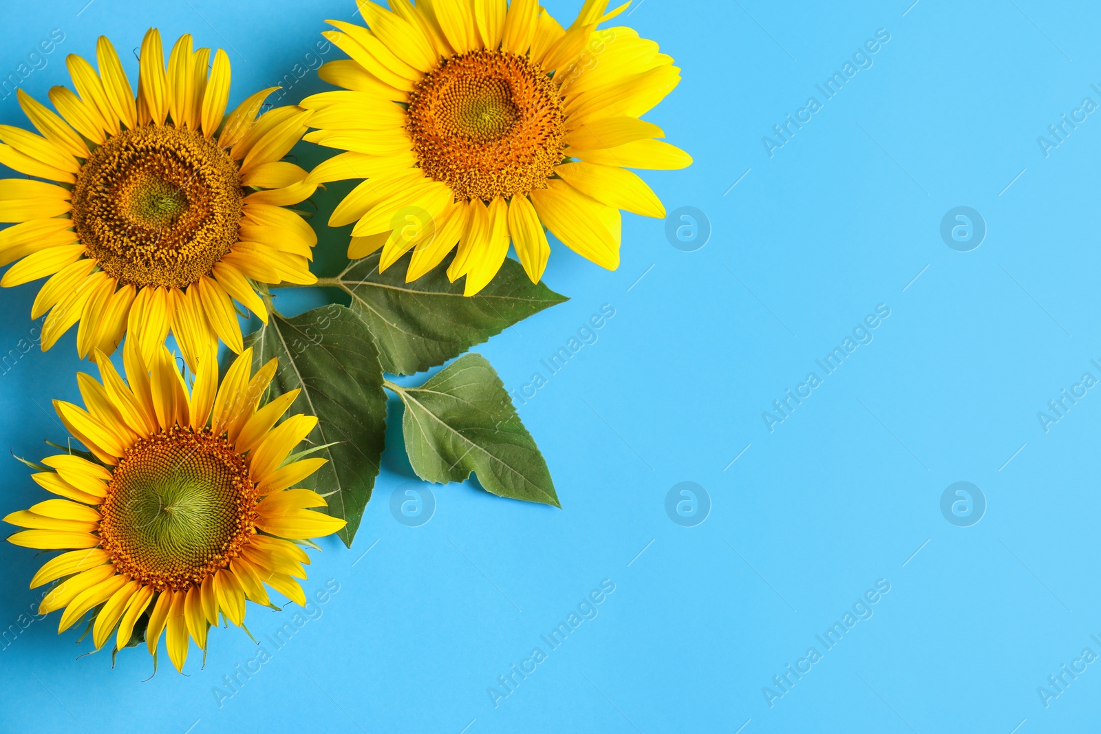 Photo of Beautiful bright sunflowers on light blue background, flat lay. Space for text