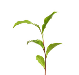 Photo of Tea plant with fresh green leaves isolated on white