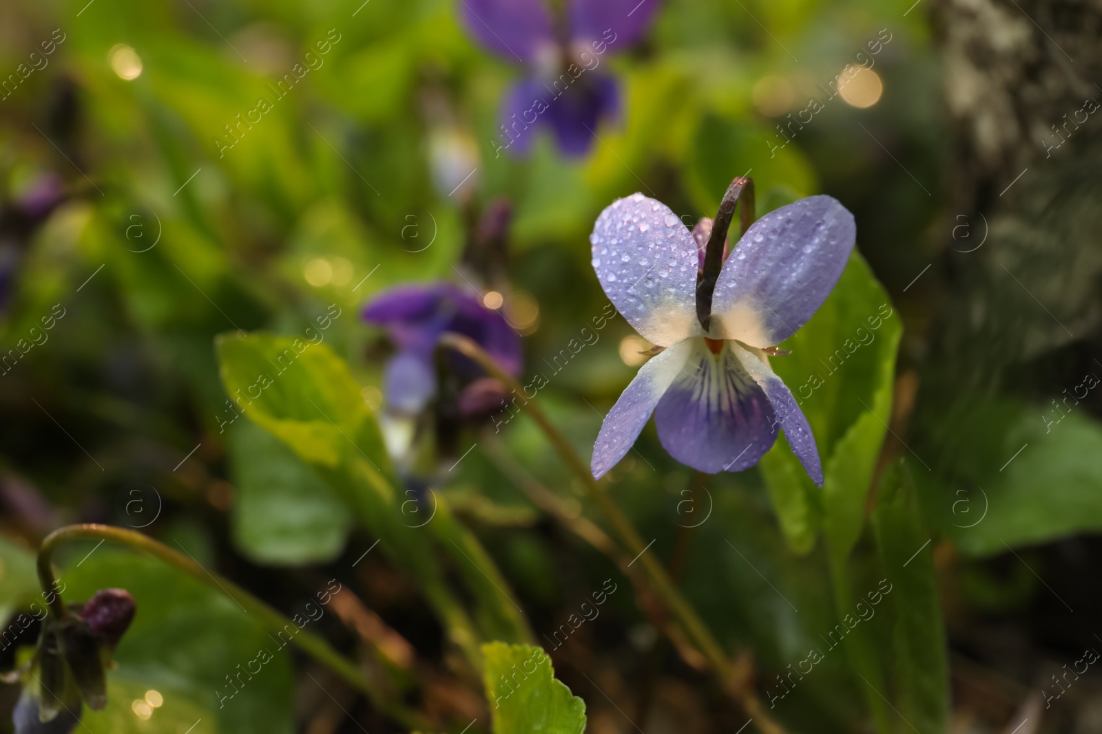 Photo of Beautiful wild violet blooming in forest. Spring flower