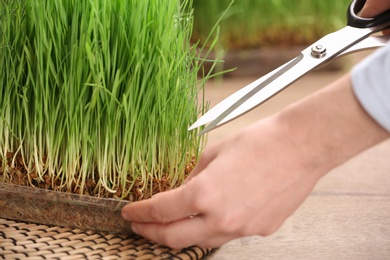 Woman cutting sprouted wheat grass with scissors at table, closeup