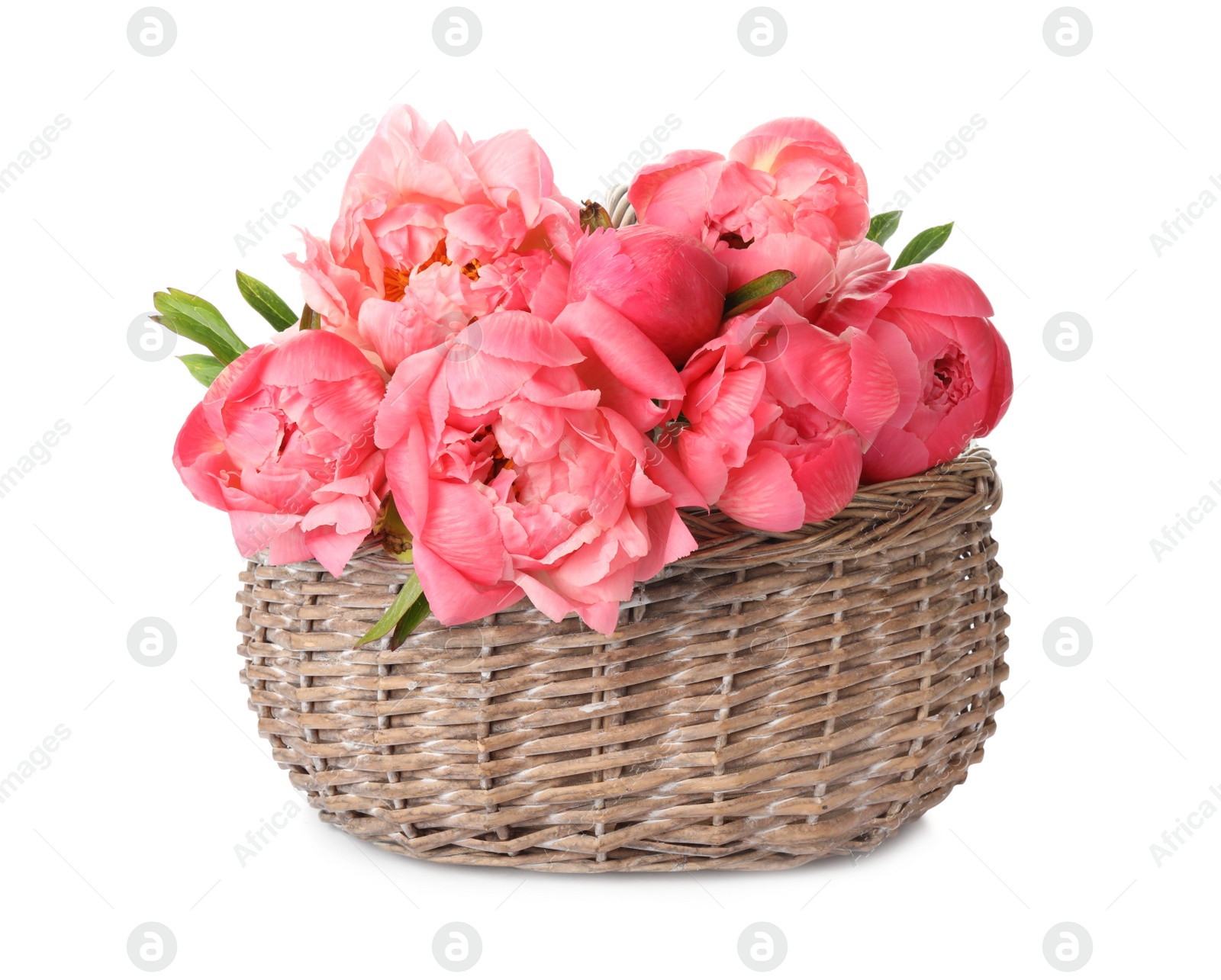 Photo of Wicker basket with beautiful pink peonies on white background