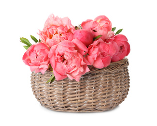 Photo of Wicker basket with beautiful pink peonies on white background