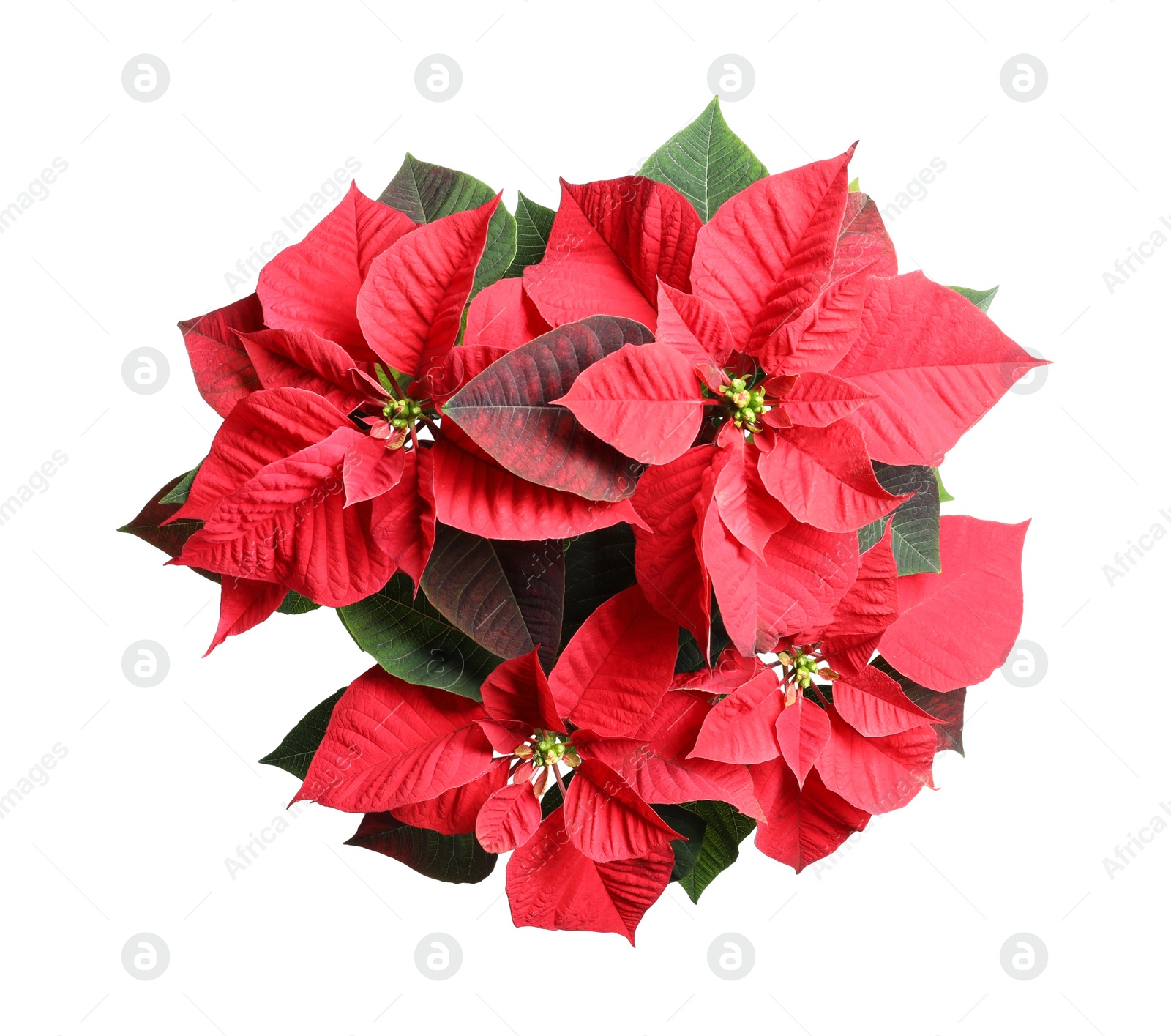 Photo of Red Poinsettia isolated on white, top view. Christmas traditional flower