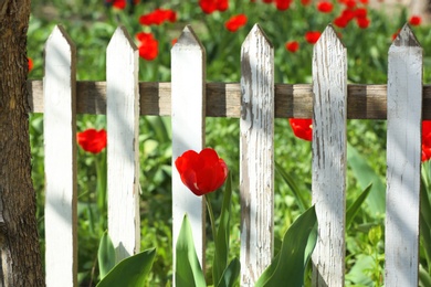 Photo of Beautiful tulip in garden near fence on sunny day. Spring flowers