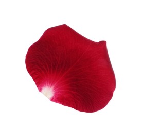 Red rose flower petal on white background