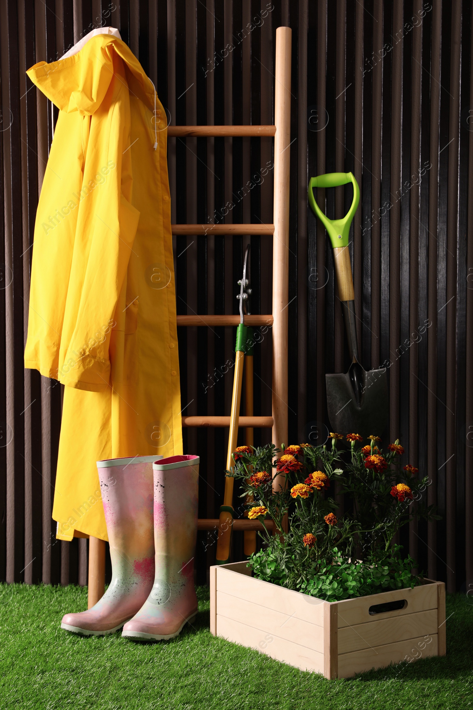 Photo of Beautiful blooming marigolds, gardening tools and accessories on green grass near wood slat wall