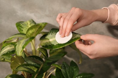 Photo of Woman wiping houseplant's leaves with cotton pad at home, closeup