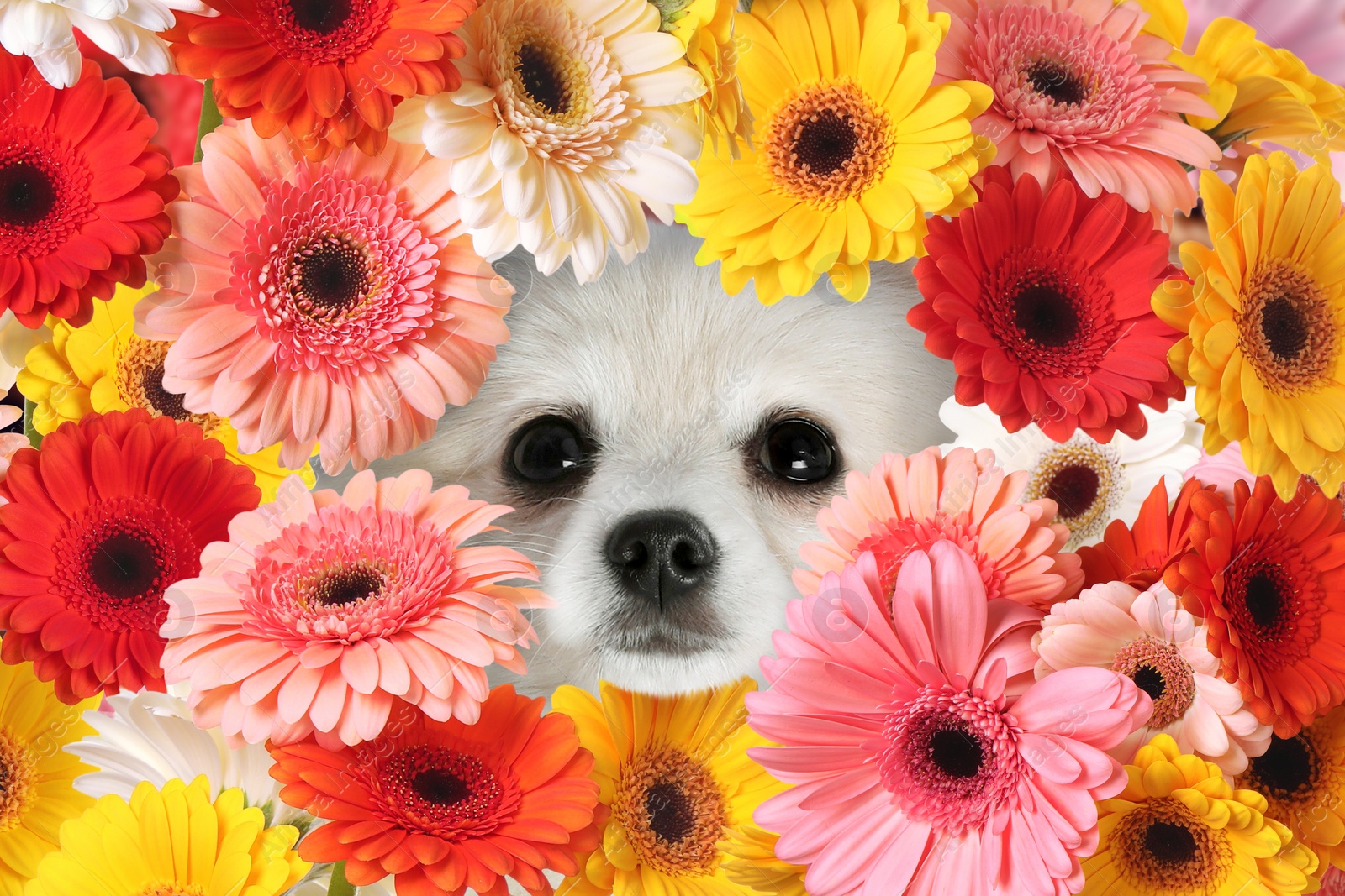 Image of Adorable Spitz surrounded by beautiful colorful gerbera flowers. Spring mood