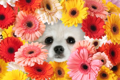 Image of Adorable Spitz surrounded by beautiful colorful gerbera flowers. Spring mood