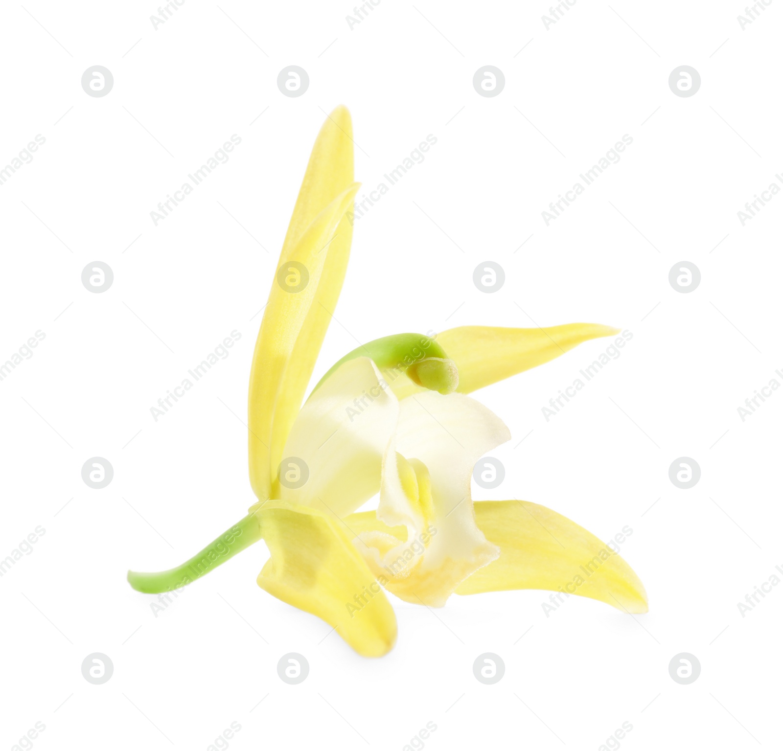 Photo of Yellow vanilla orchid flower isolated on white