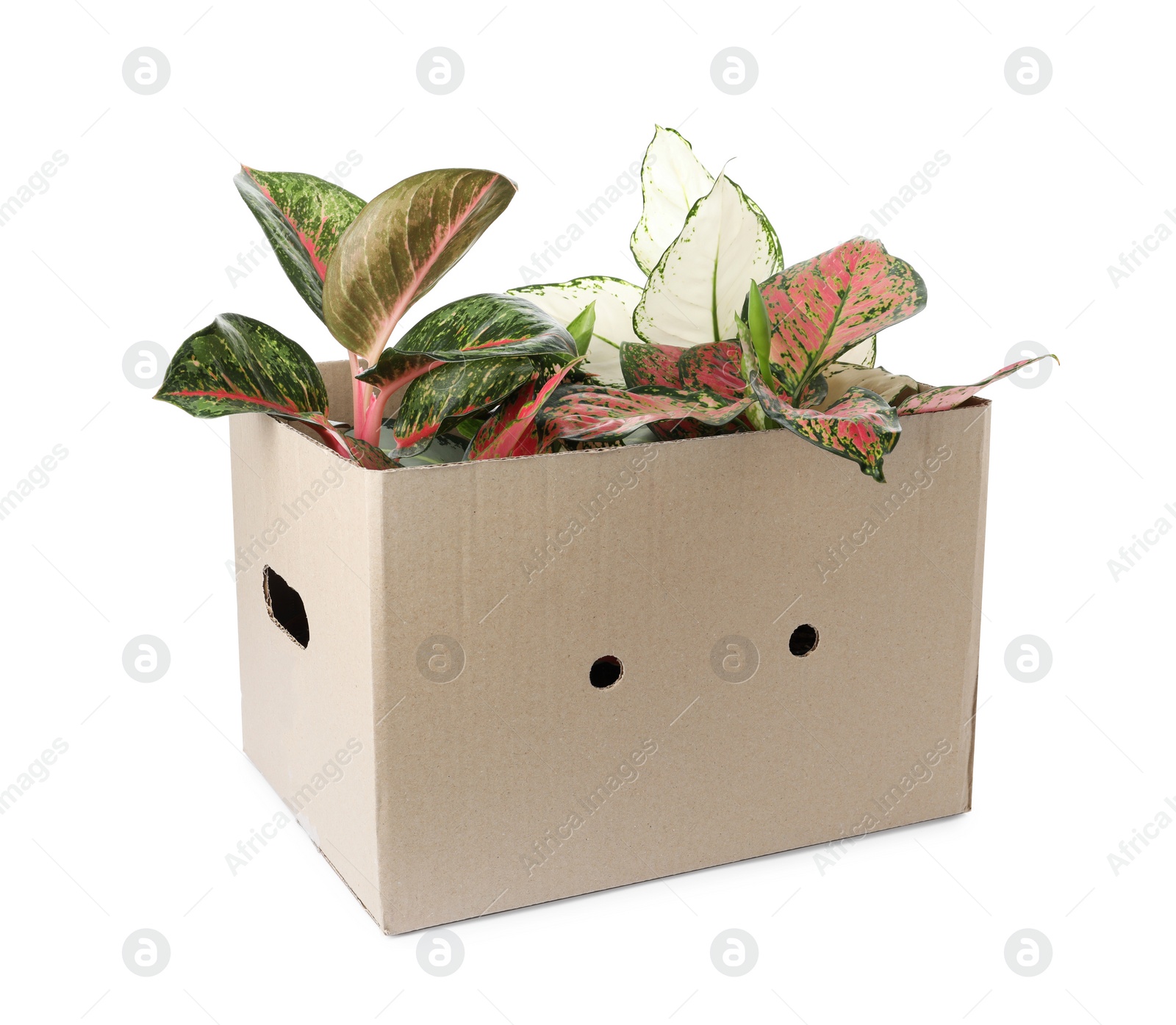 Photo of Cardboard box with Aglaonema plants isolated on white. House decor