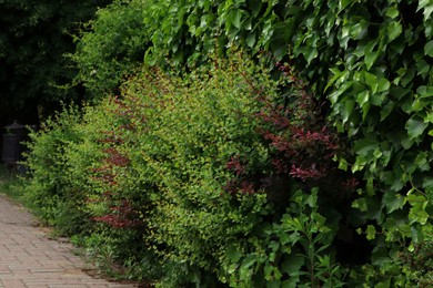 Many different beautiful bushes growing outdoors. Gardening and landscaping