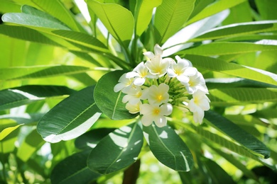 Photo of Beautiful white flowers at tropical resort on sunny day