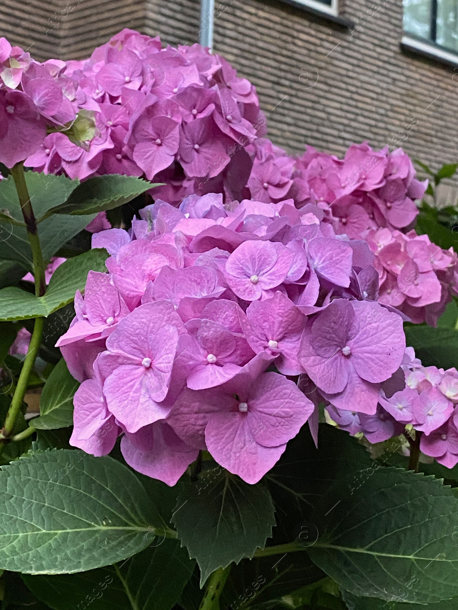 Photo of Beautiful blooming hydrangea bush near brick house, closeup