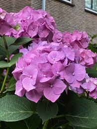 Photo of Beautiful blooming hydrangea bush near brick house, closeup