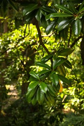 Beautiful plant with lush green leaves in park