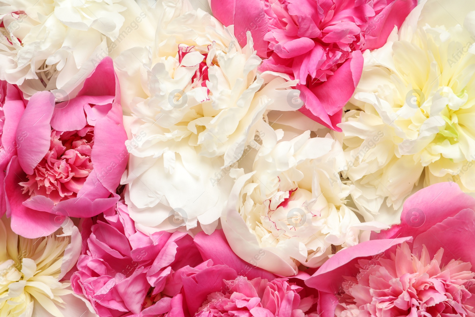 Photo of Beautiful fresh peony flowers as background, top view