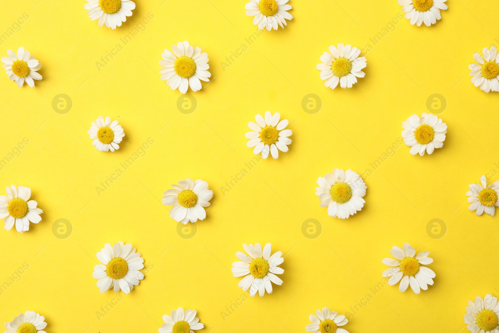 Photo of Flat lay composition with fresh chamomiles on yellow background