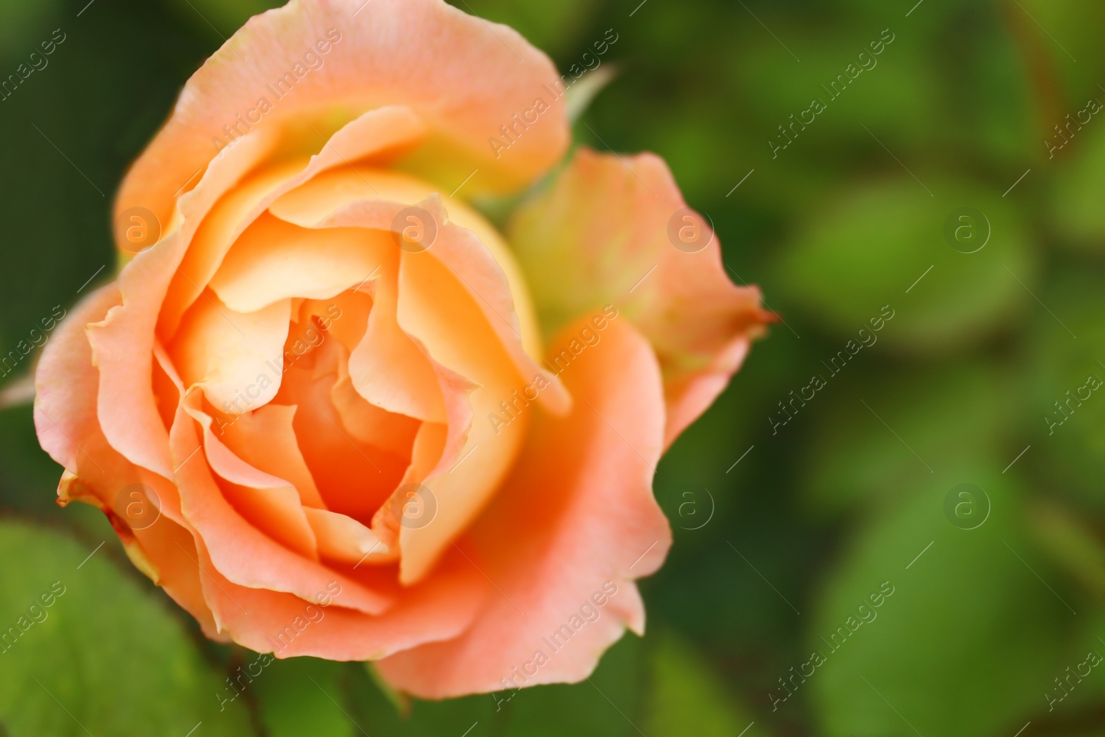 Photo of Beautiful blooming rose in green garden, closeup view. Space for text