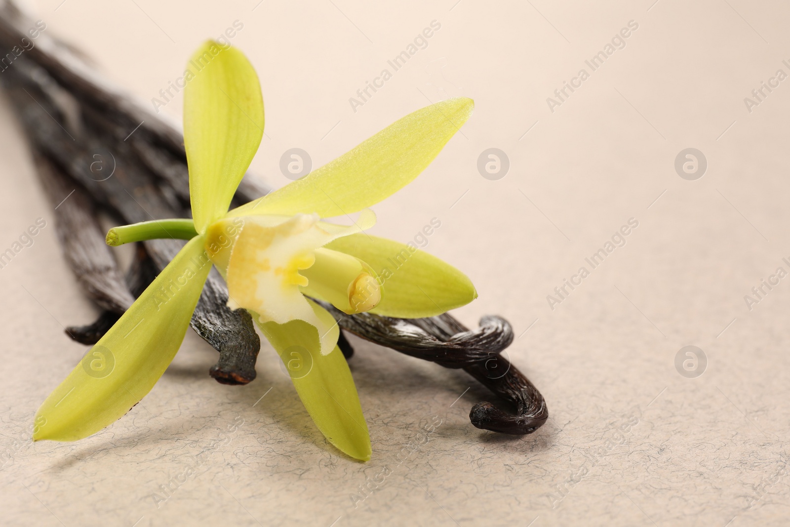 Photo of Vanilla pods and beautiful flower on beige background, closeup. Space for text