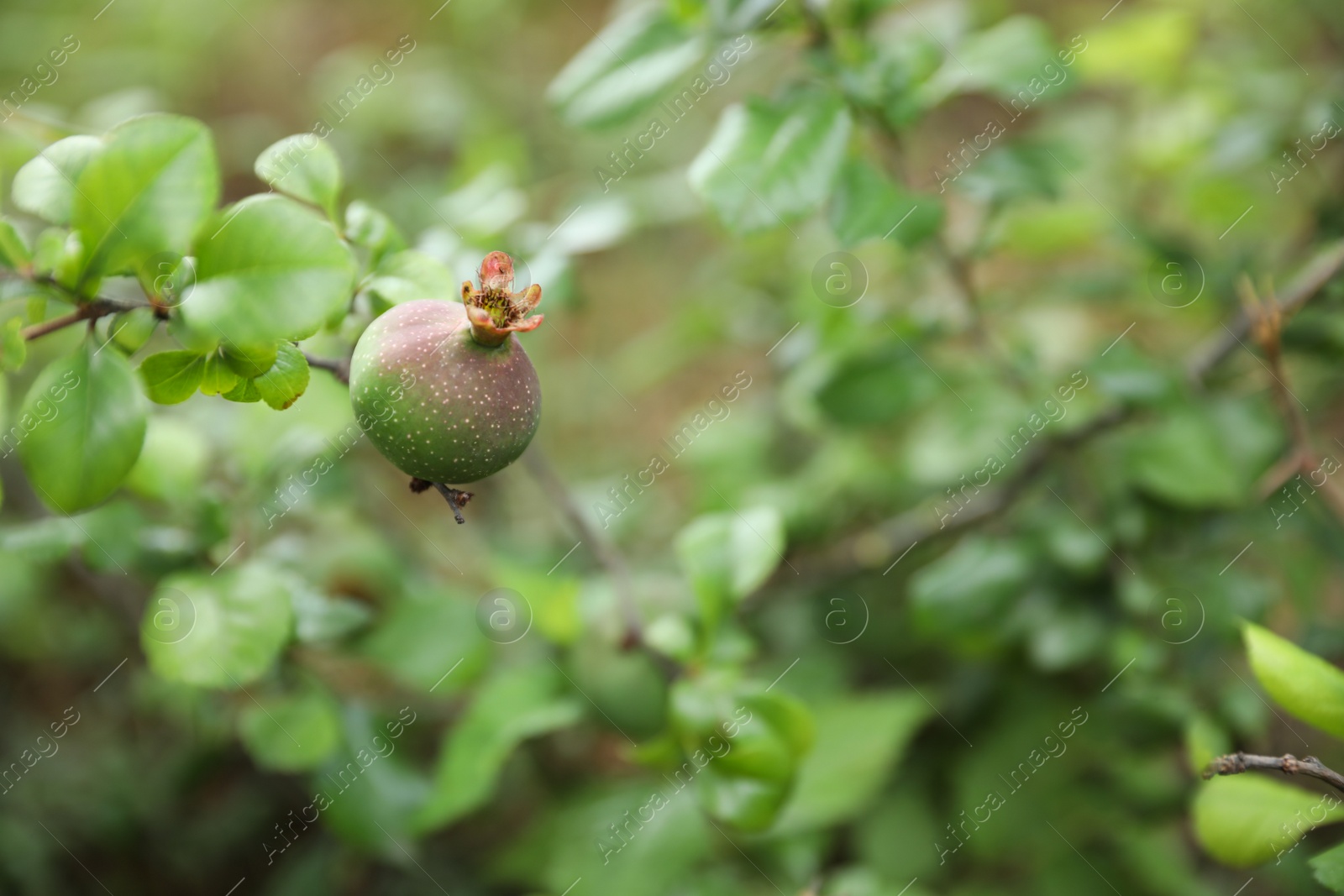 Photo of Closeup view of apple tree with unripe fruit outdoors