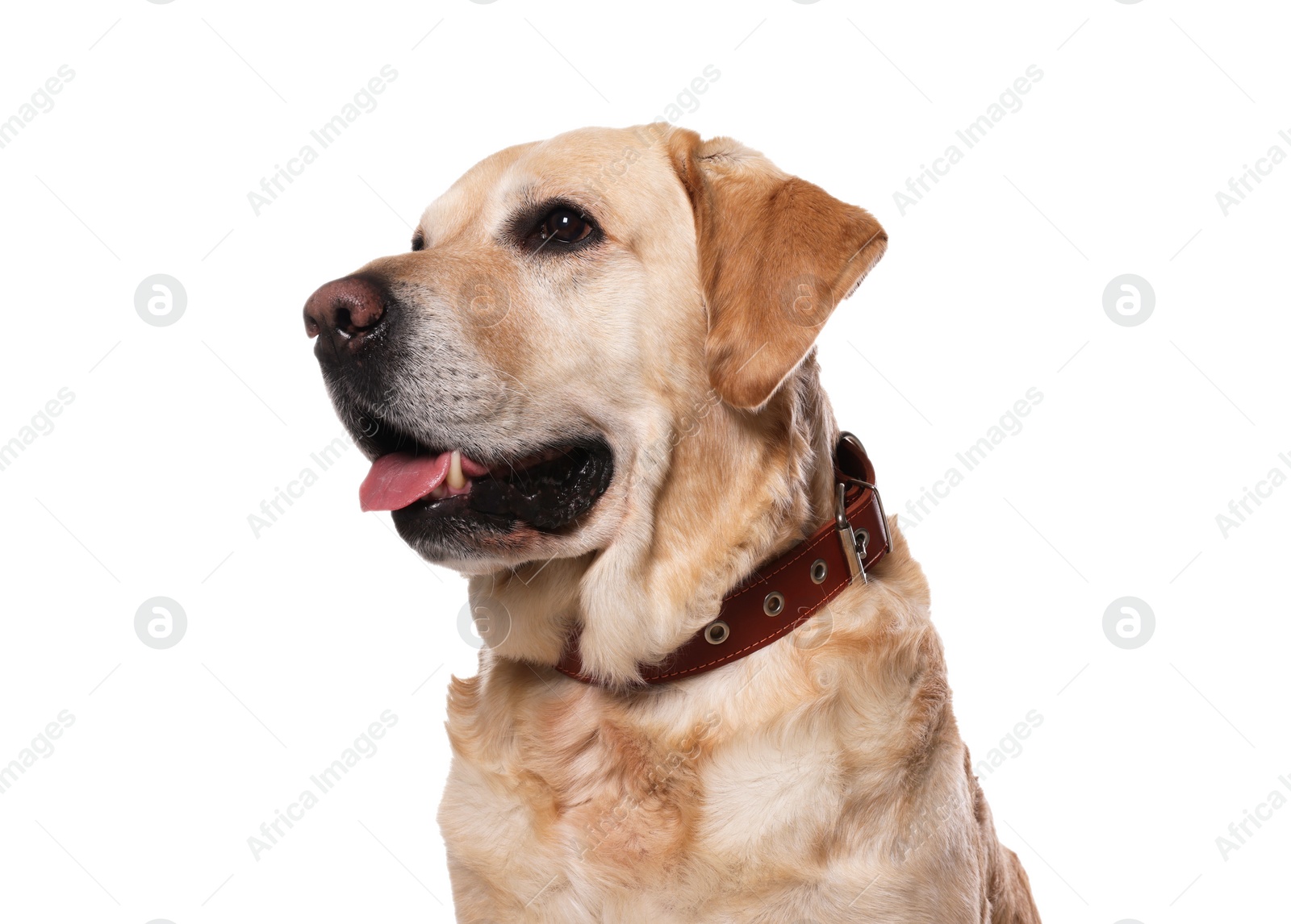 Photo of Cute Labrador Retriever in dog collar on white background