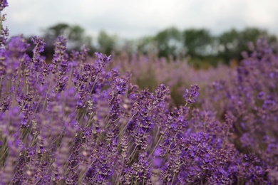 Photo of Beautiful lavender flowers growing in field, closeup