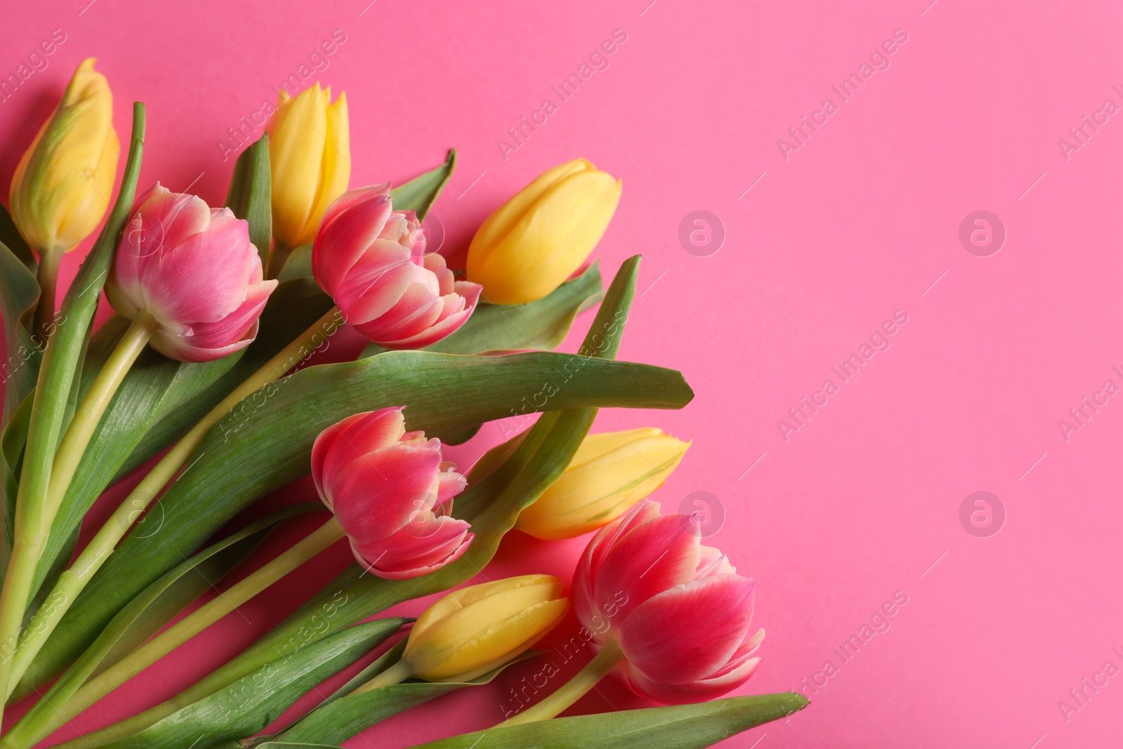 Photo of Many beautiful tulips on pink background, flat lay. Space for text