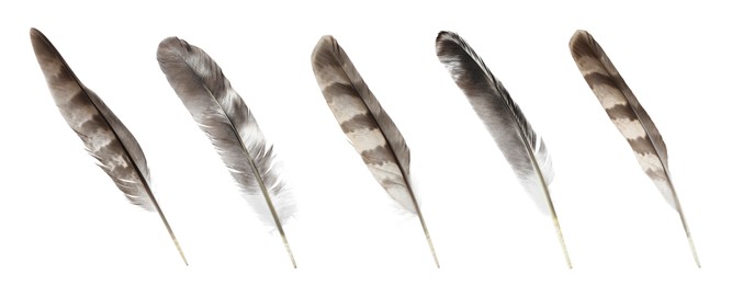 Image of Set with many beautiful feathers on white background