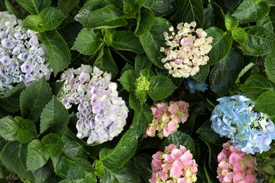Photo of Beautiful hortensia plants with colorful flowers outdoors