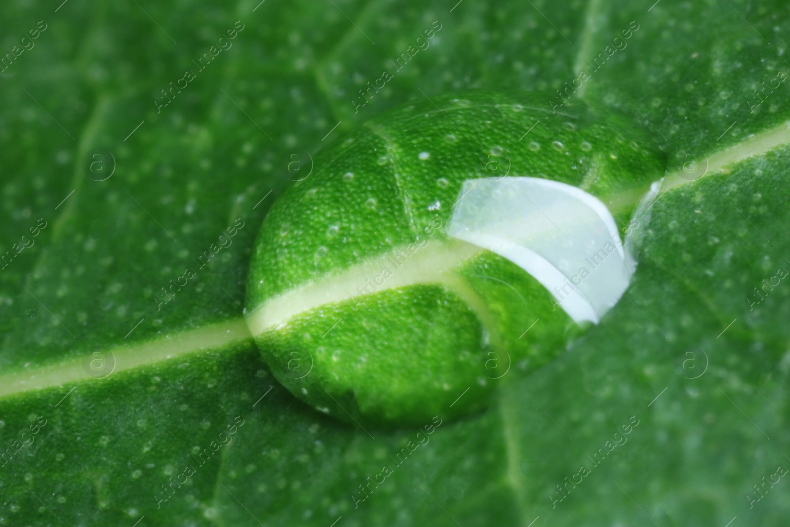 Photo of Water drop on green leaf, macro view