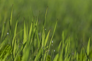 Photo of Fresh green grass with dew drops on spring morning, closeup.