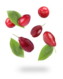 Image of Many fresh dogwood berries and leaves falling on white background