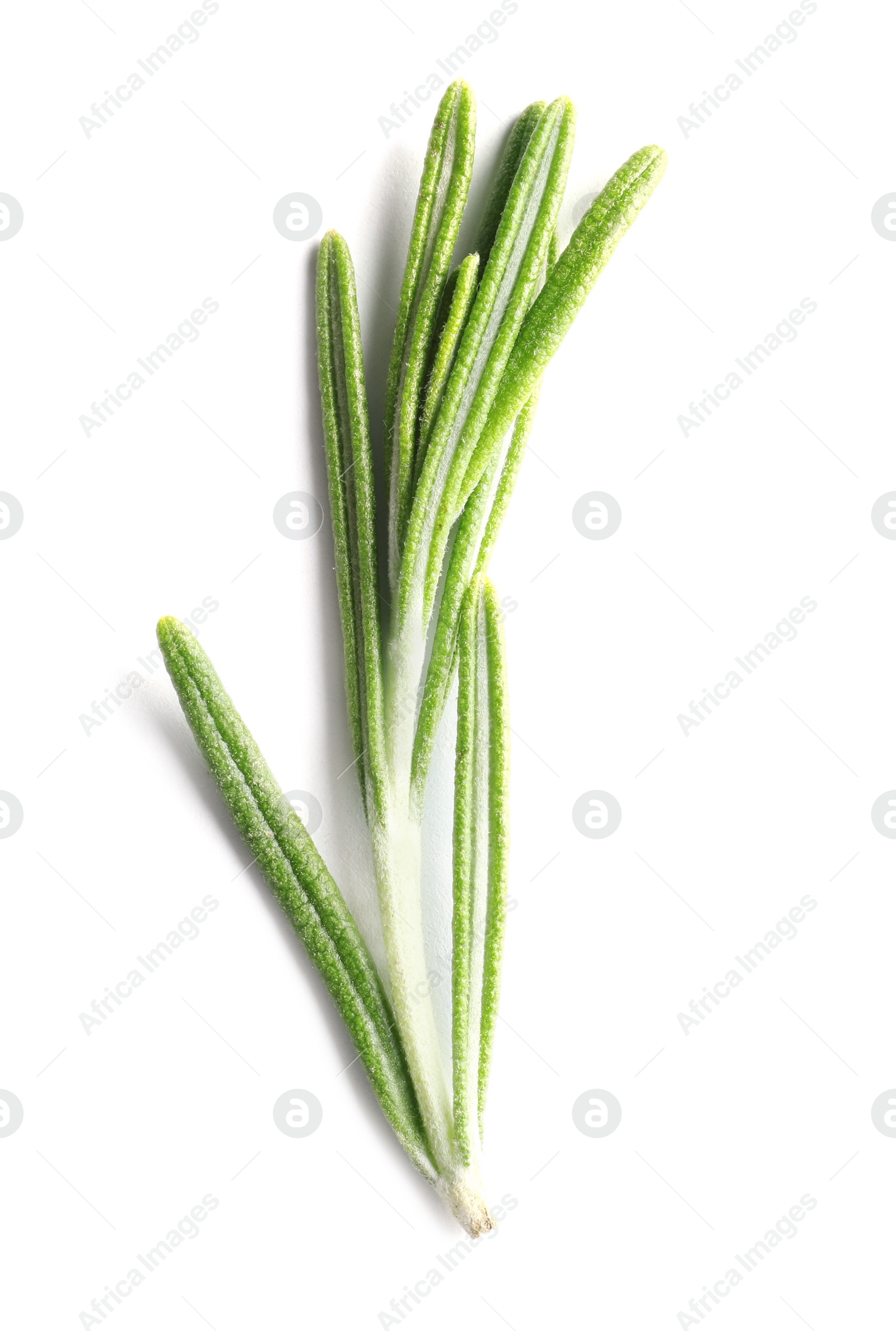 Photo of Fresh rosemary on white background