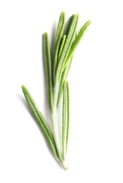 Fresh rosemary on white background