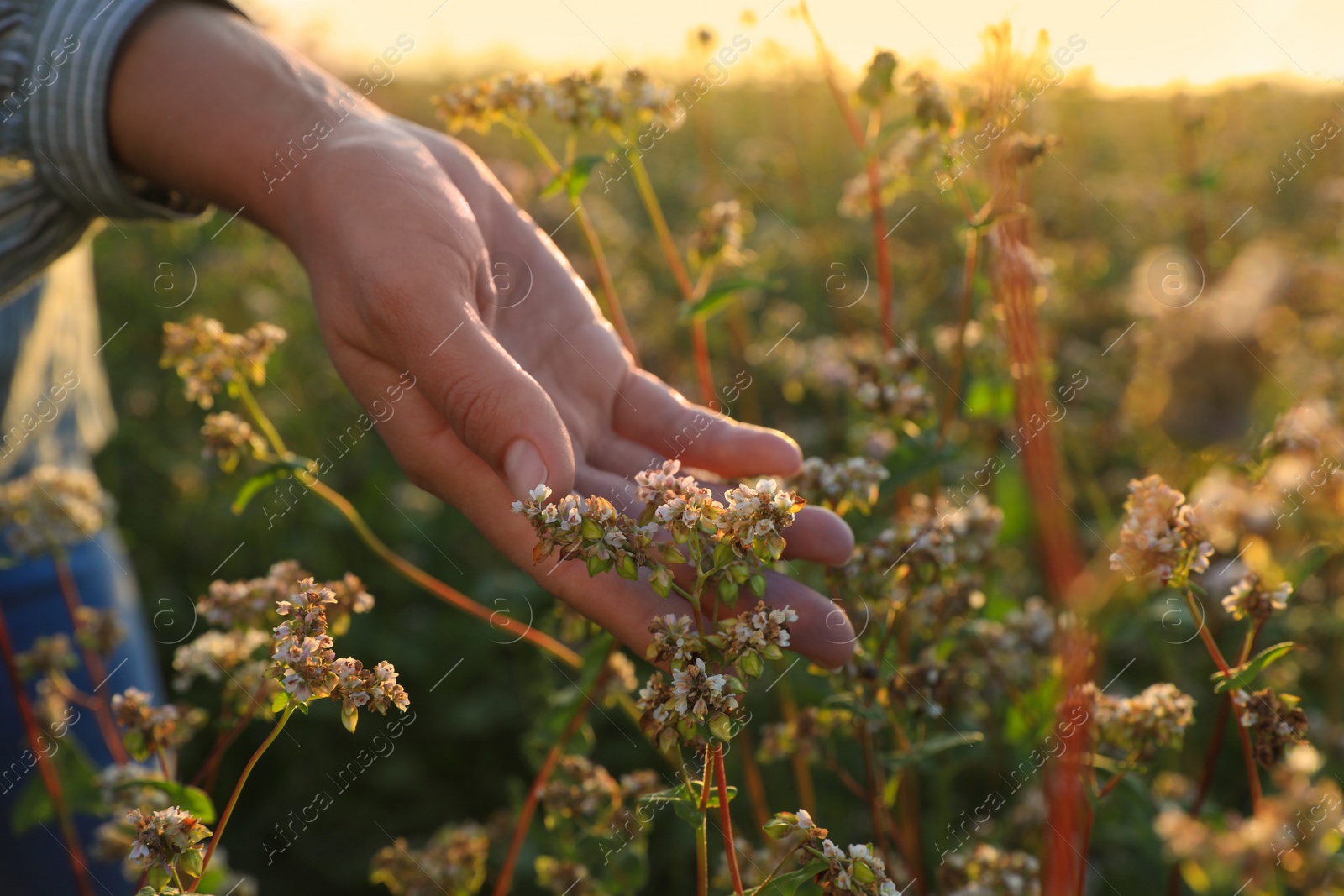 Photo of Woman in beautiful blossoming buckwheat field, closeup