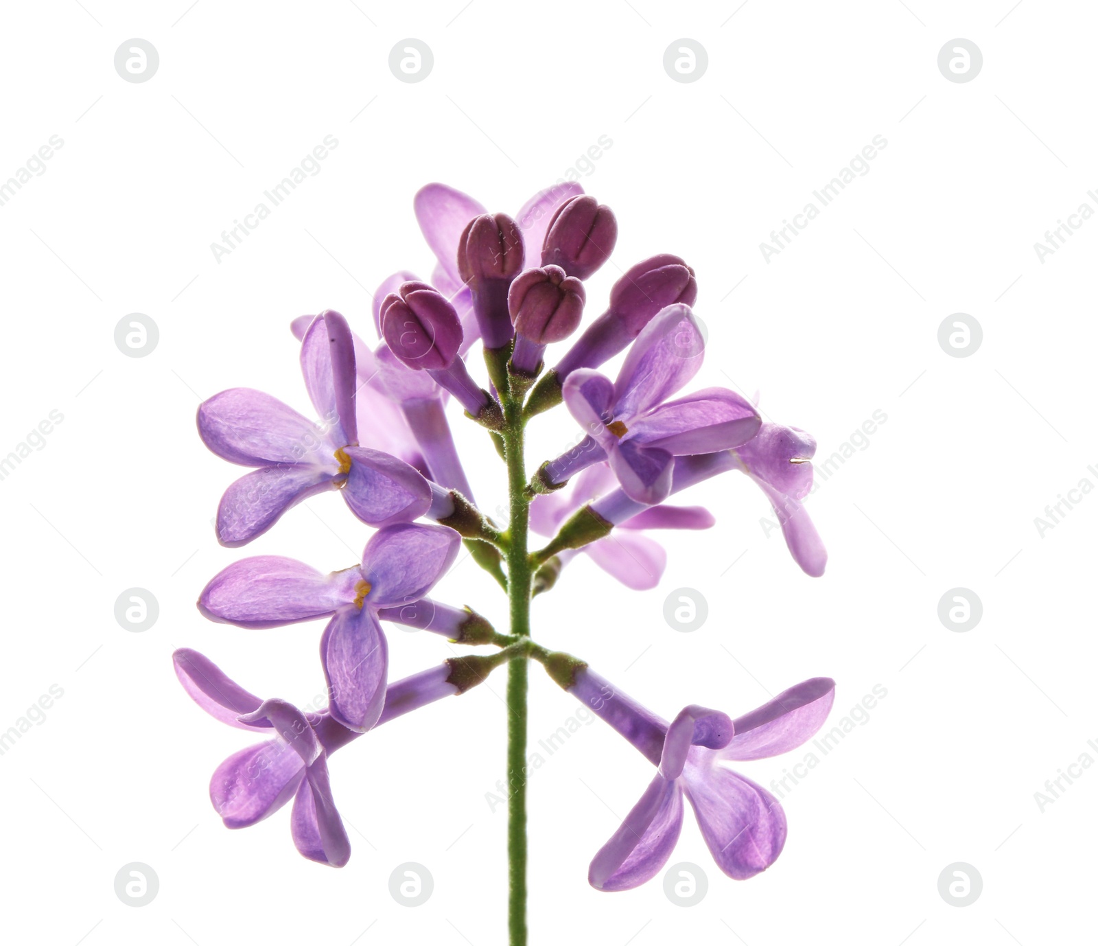 Photo of Branch with lilac flowers on white background