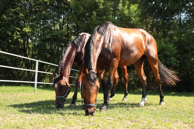 Photo of Bay horses in paddock on sunny day. Beautiful pets