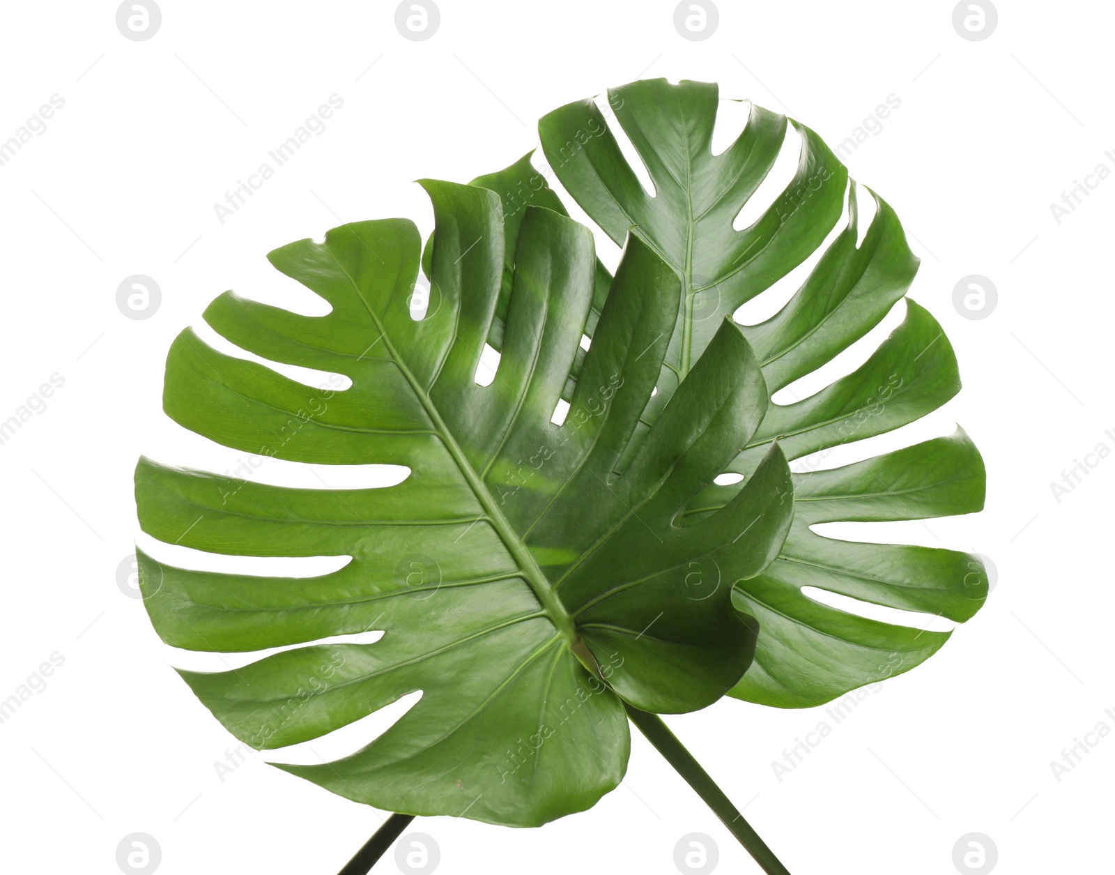 Photo of Fresh green tropical leaves on white background